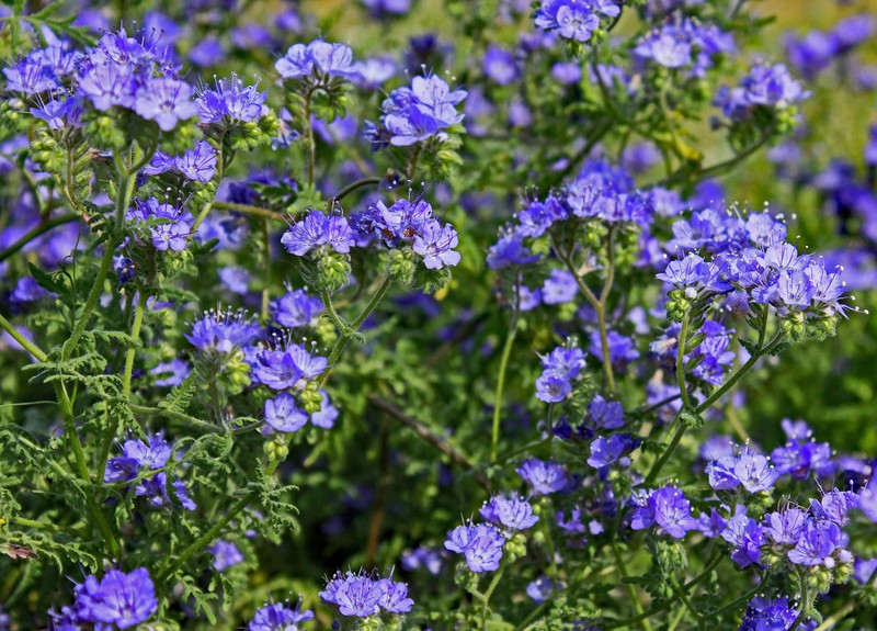 Distant Phacelia photo 4