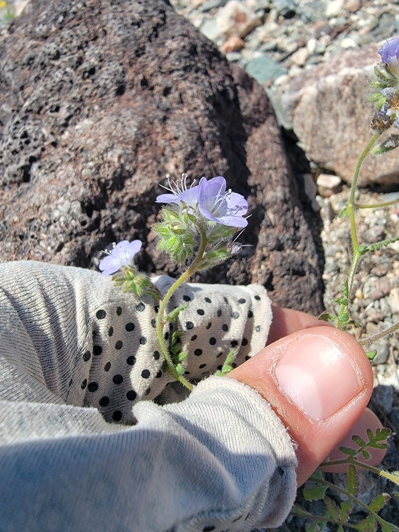 Distant Phacelia photo 5