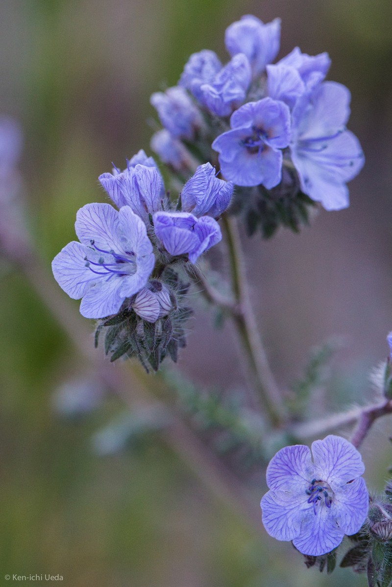 Colorado Desert Phacelia photo 3