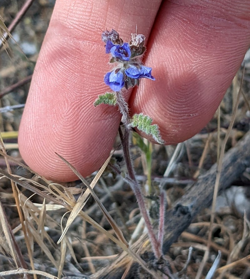 Colorado Desert Phacelia photo 6