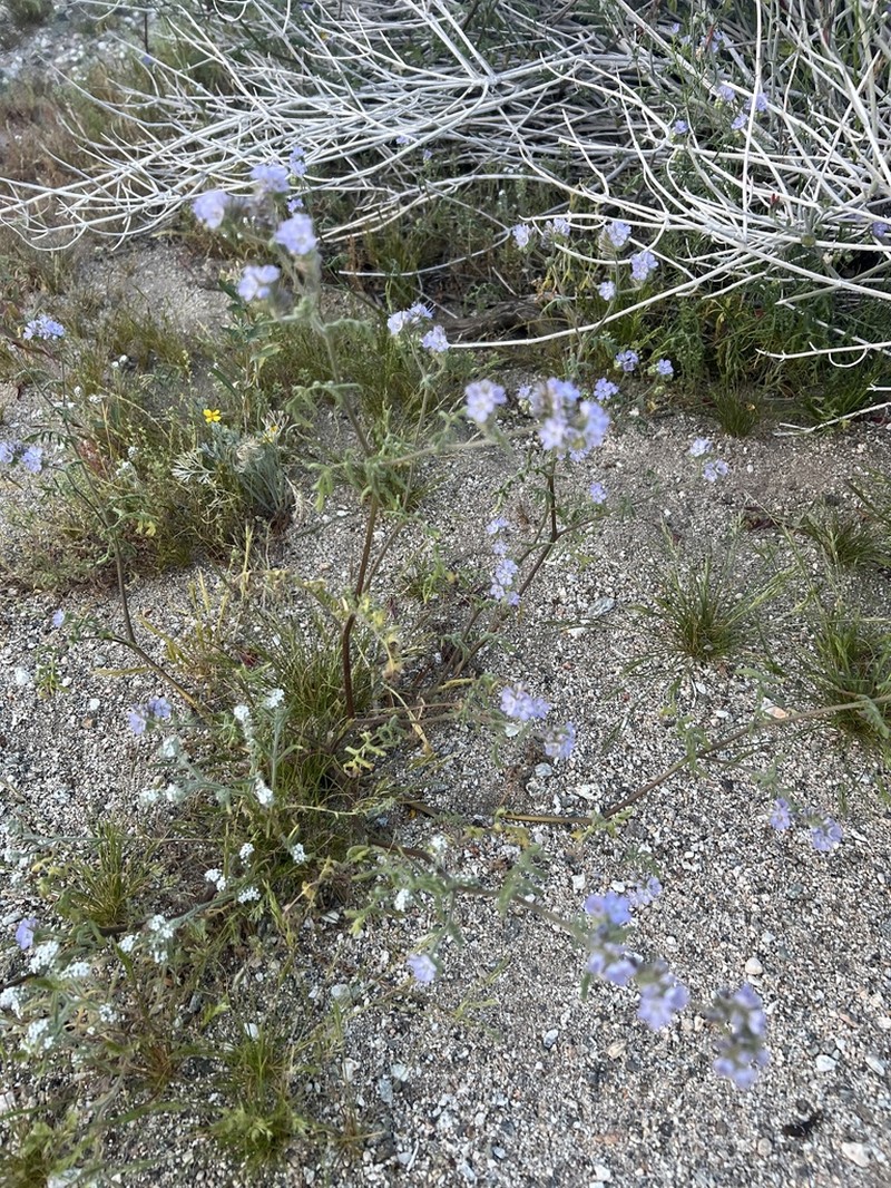 Colorado Desert Phacelia photo 7