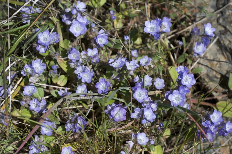 Divaricate Phacelia