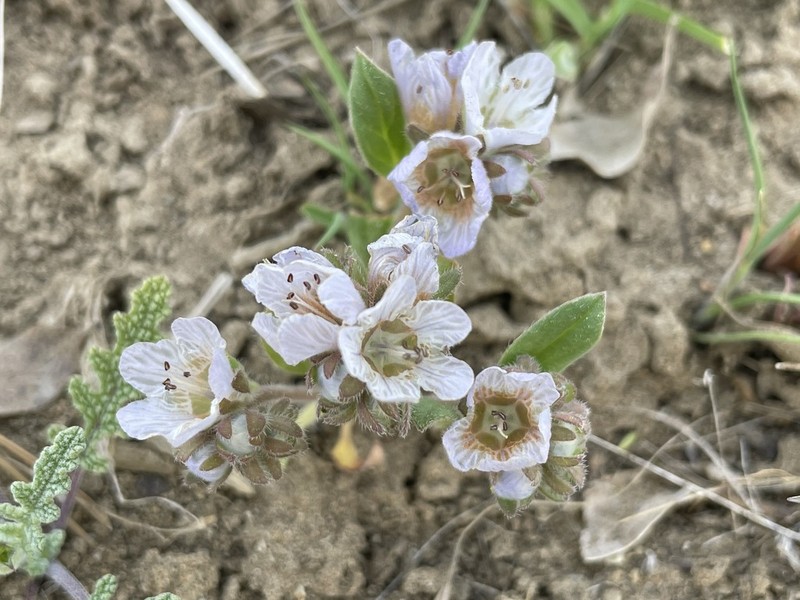 Divaricate Phacelia photo 2