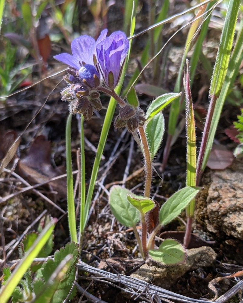 Divaricate Phacelia photo 3