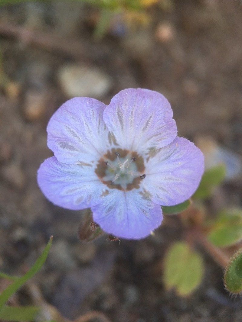 Divaricate Phacelia photo 4