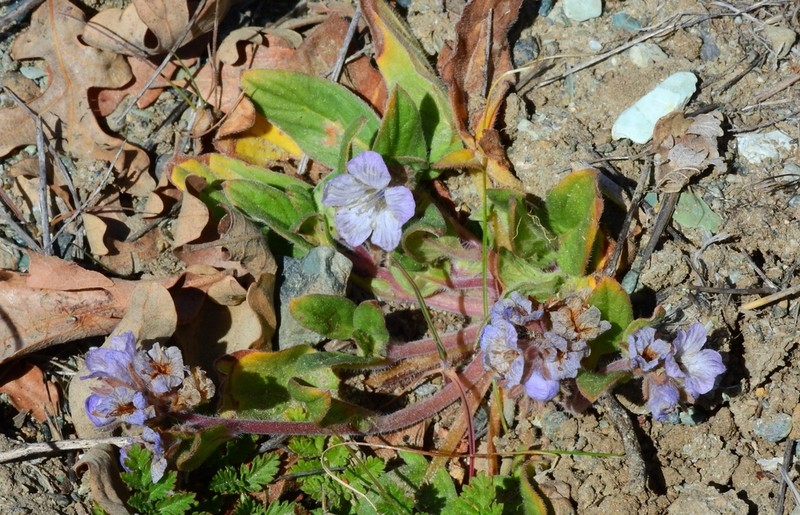 Divaricate Phacelia photo 5