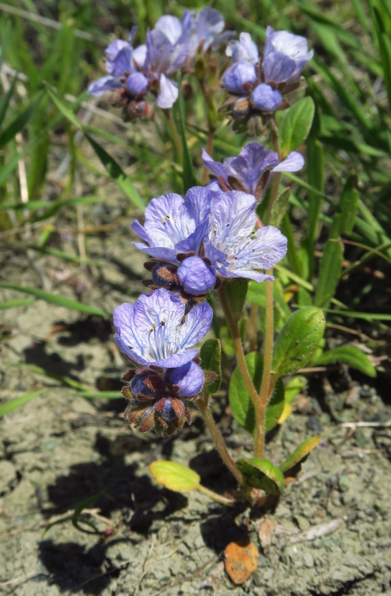 Divaricate Phacelia photo 6
