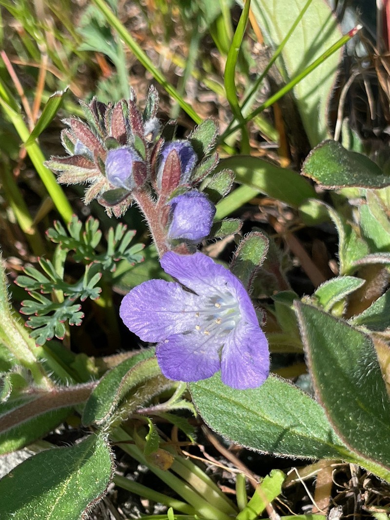 Divaricate Phacelia photo 7