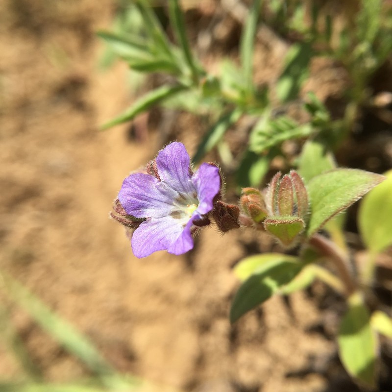 Phacelia divaricata subsp. divaricata