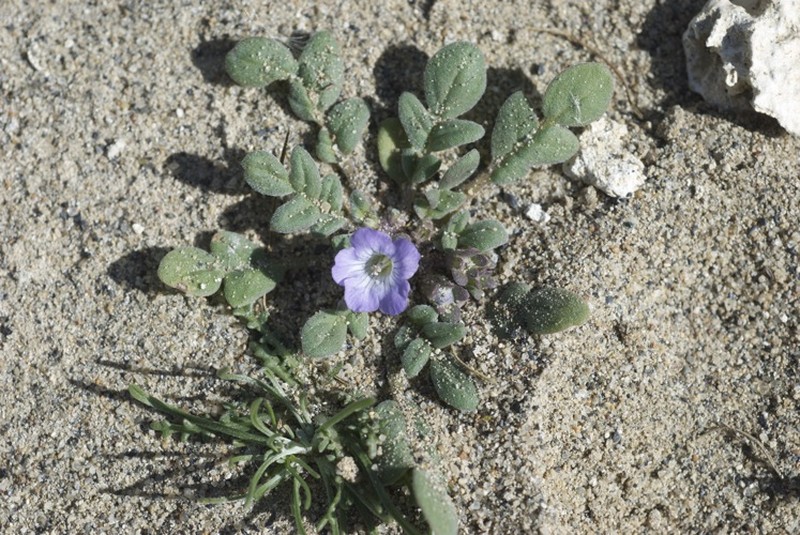Douglas' Phacelia