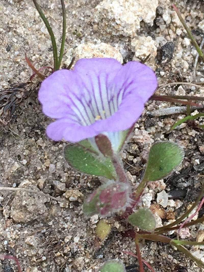 Douglas' Phacelia photo 2