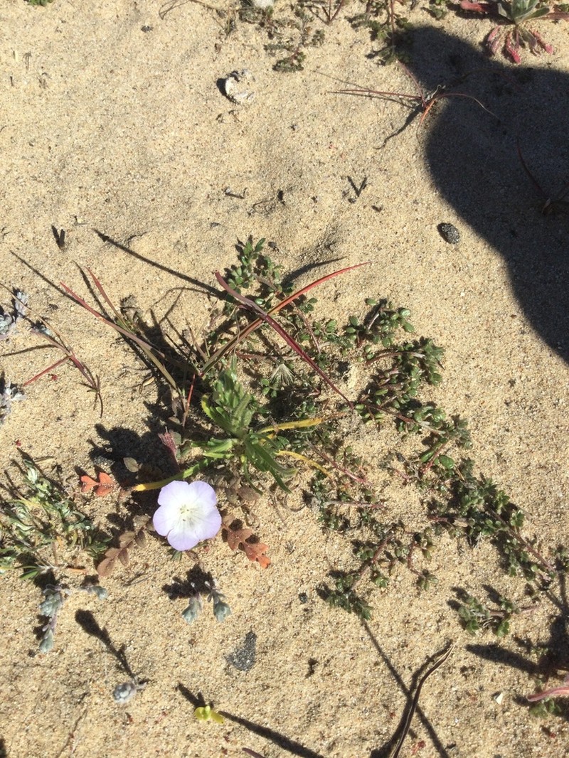 Douglas' Phacelia photo 3