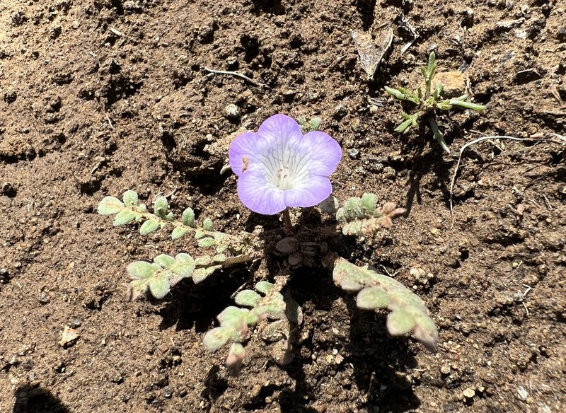Douglas' Phacelia photo 4