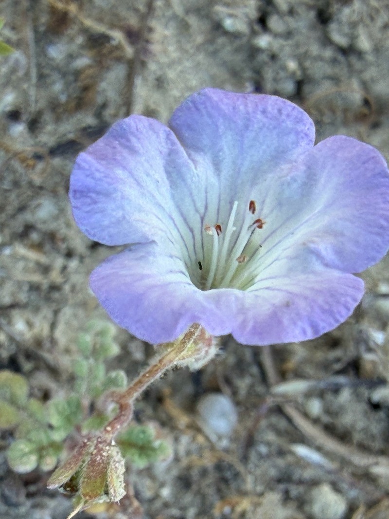 Douglas' Phacelia photo 5