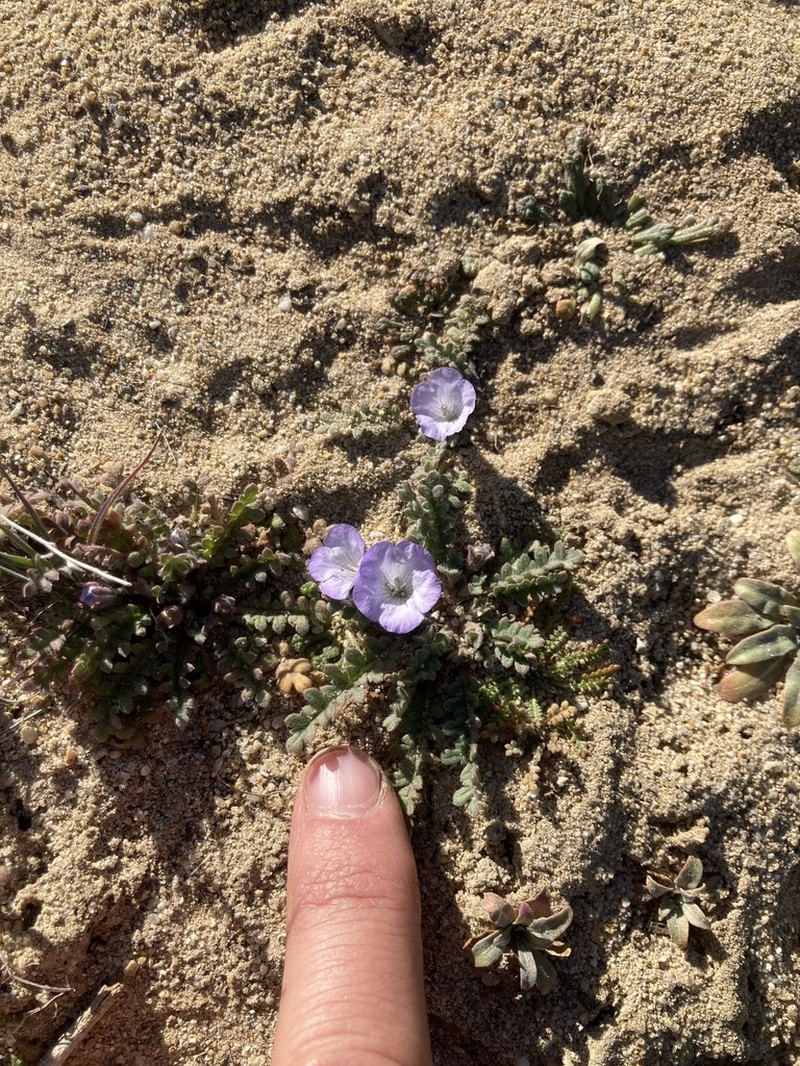 Douglas' Phacelia photo 6