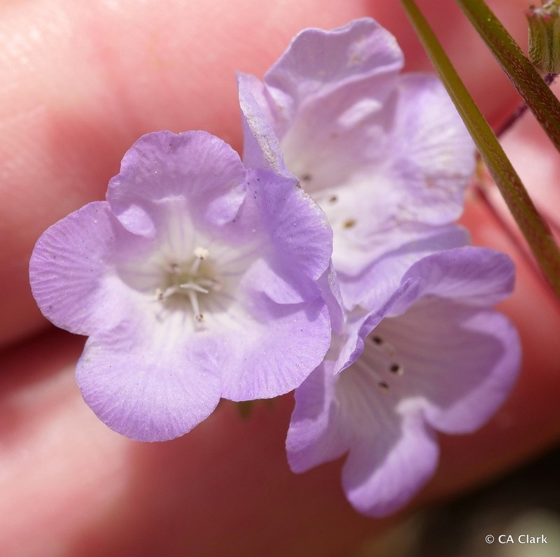 Douglas' Phacelia photo 7