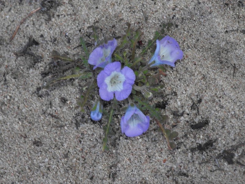 Phacelia douglasii var. petrophila