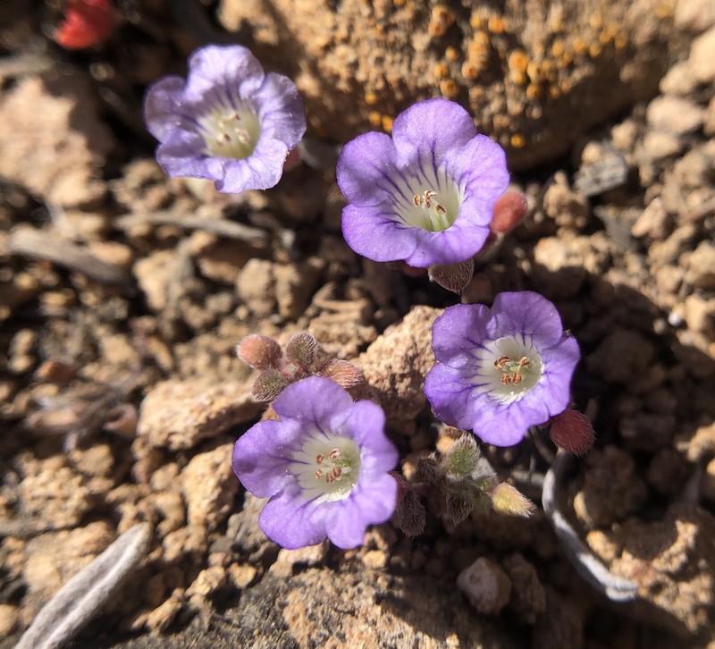 Phacelia douglasii var. petrophila photo 2