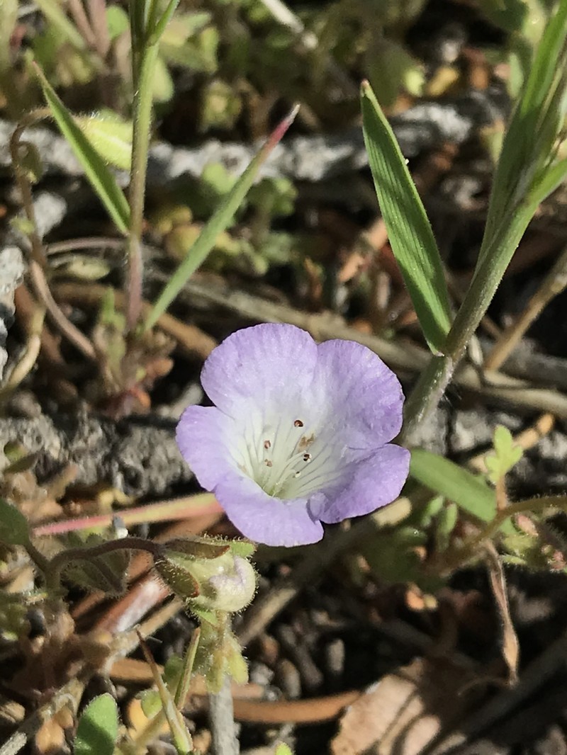 Phacelia douglasii var. petrophila photo 3