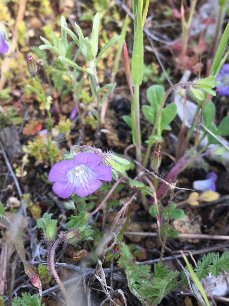 Phacelia douglasii var. petrophila photo 4