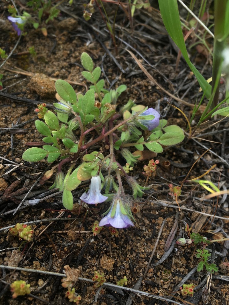 Phacelia douglasii var. petrophila photo 5