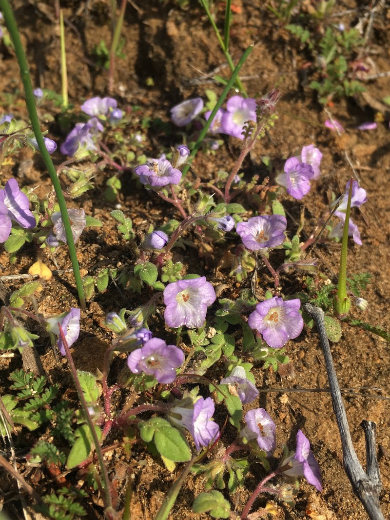 Phacelia douglasii var. petrophila photo 6