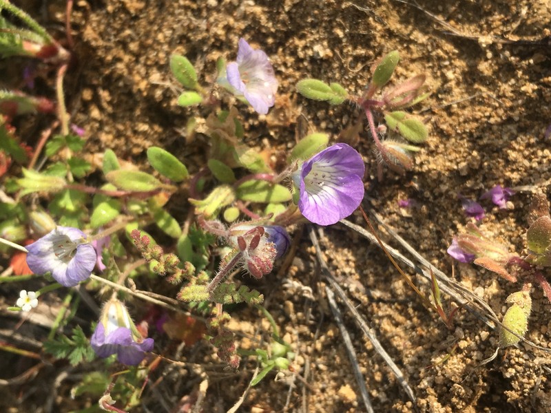 Phacelia douglasii var. petrophila photo 7