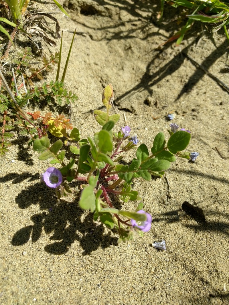 Phacelia douglasii var. petrophila photo 8