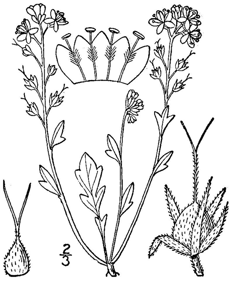 Smallflower Phacelia photo 2