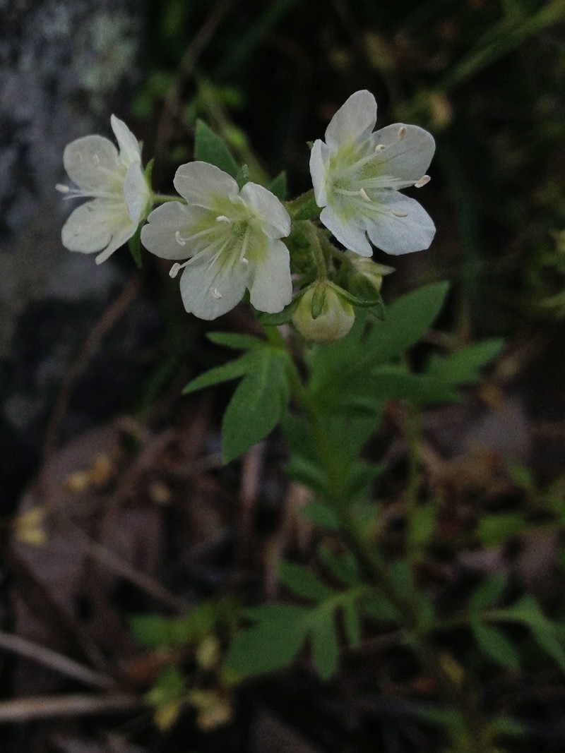 Smallflower Phacelia