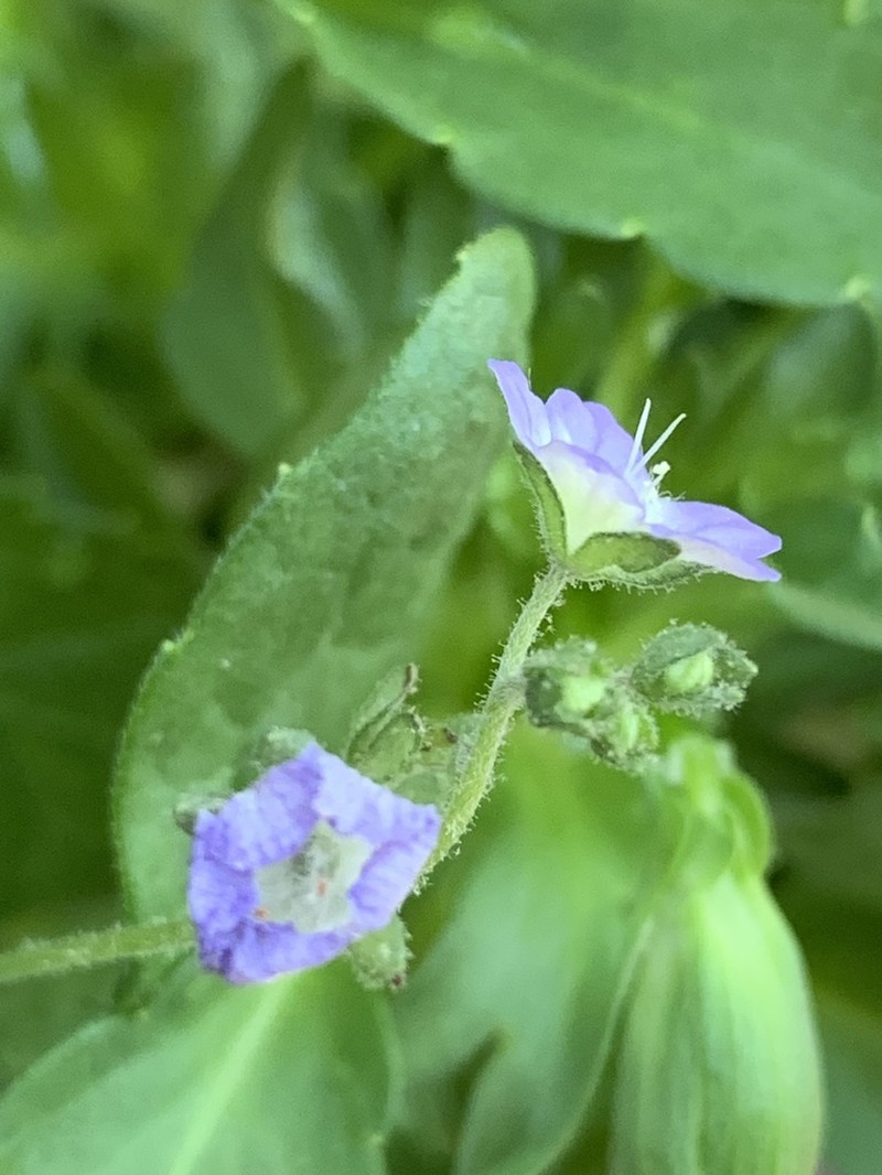 Smallflower Phacelia photo 4