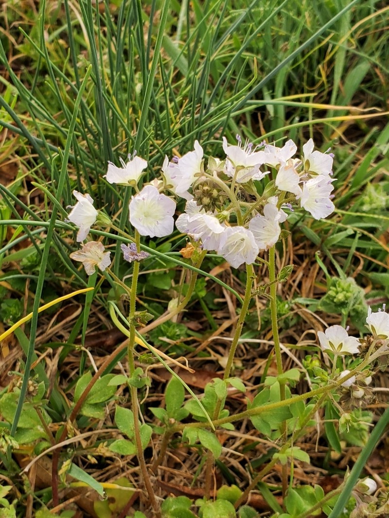 Smallflower Phacelia photo 6