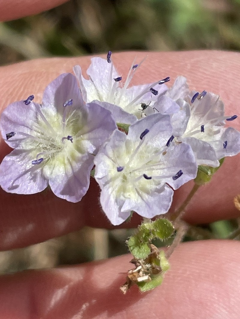 Smallflower Phacelia photo 7