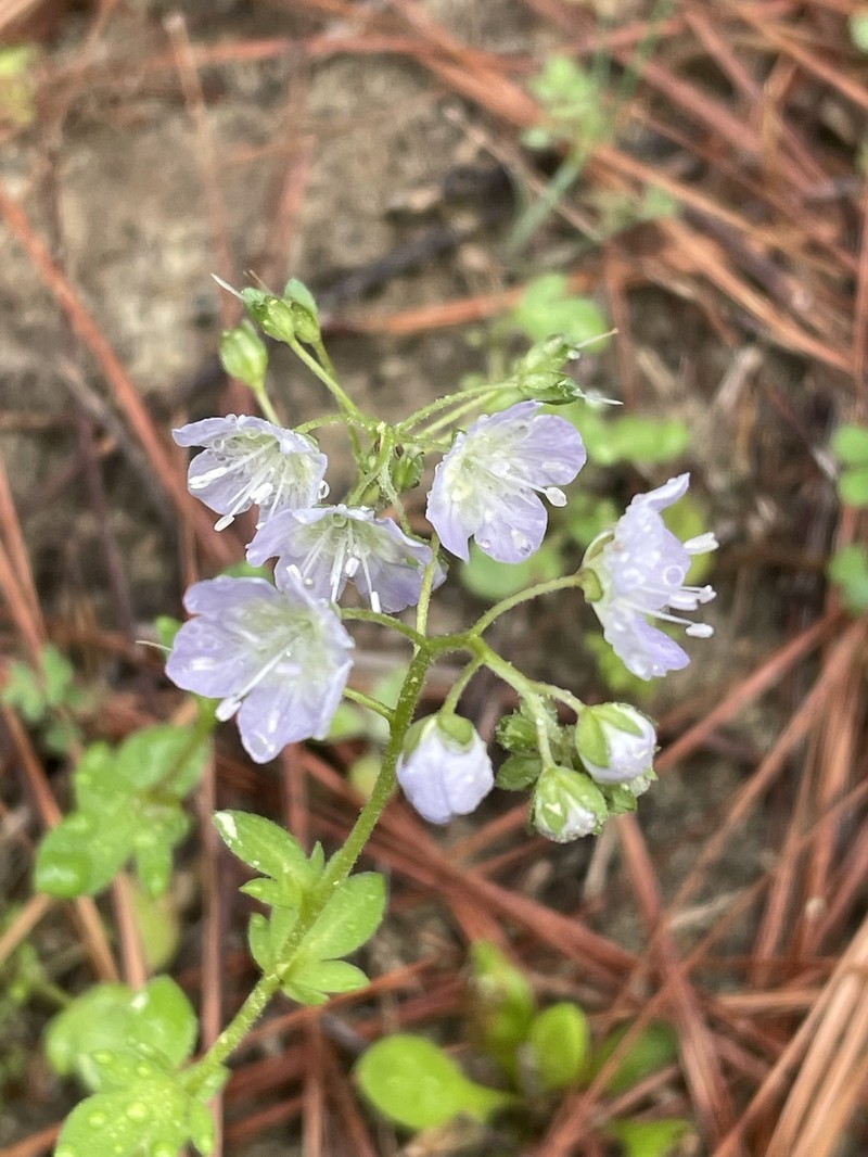 Phacelia dubia var. dubia