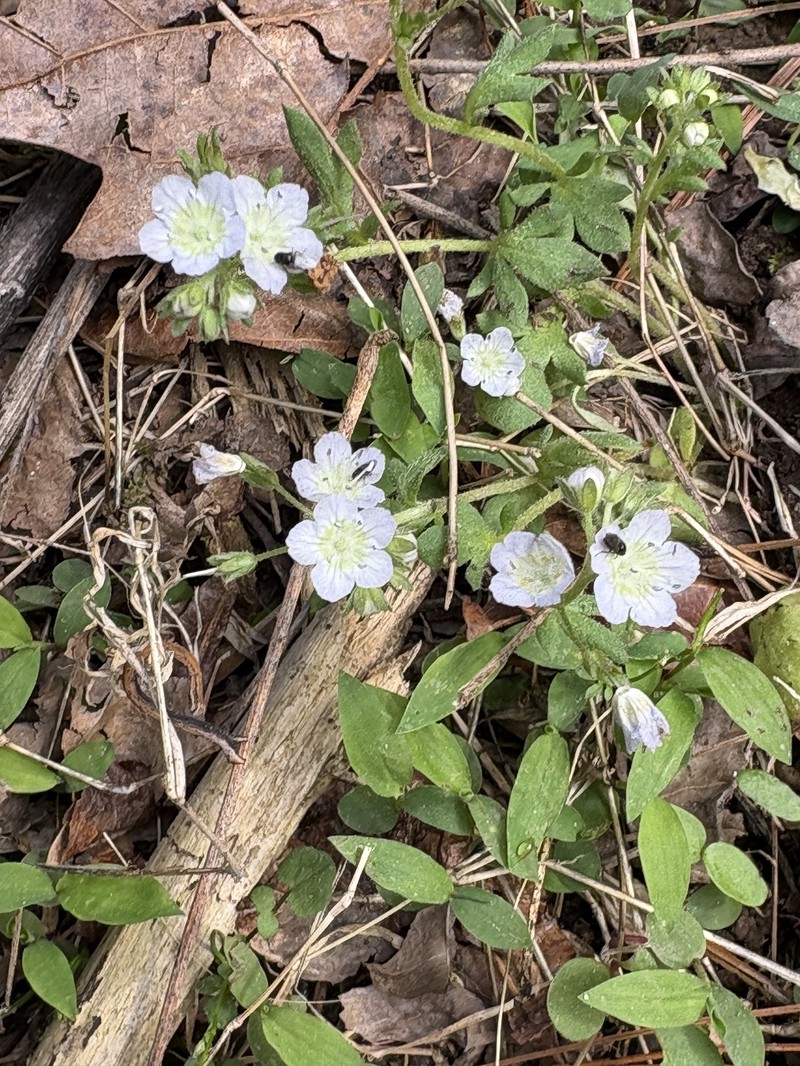 Phacelia dubia var. dubia photo 2