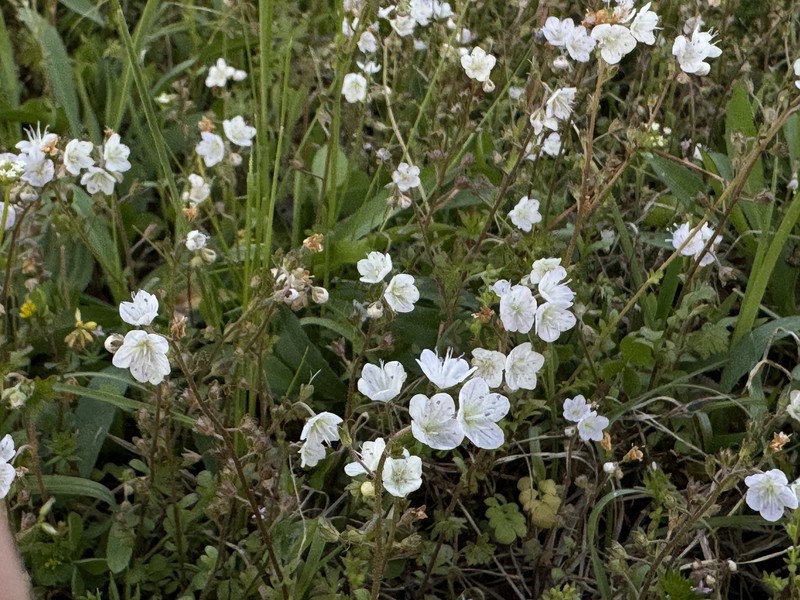 Phacelia dubia var. dubia photo 3