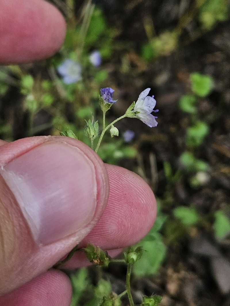 Phacelia dubia var. dubia photo 4