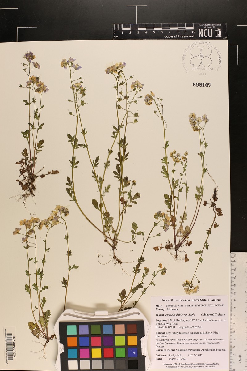 Phacelia dubia var. dubia photo 5