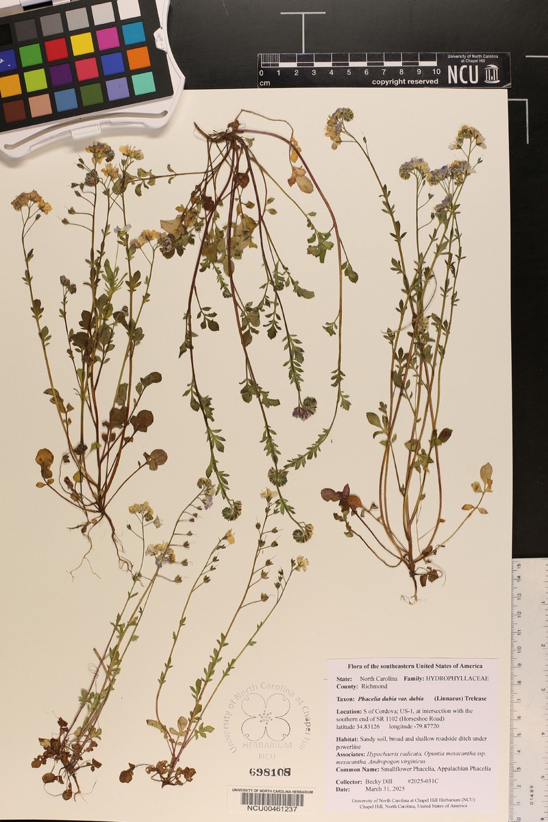 Phacelia dubia var. dubia photo 6