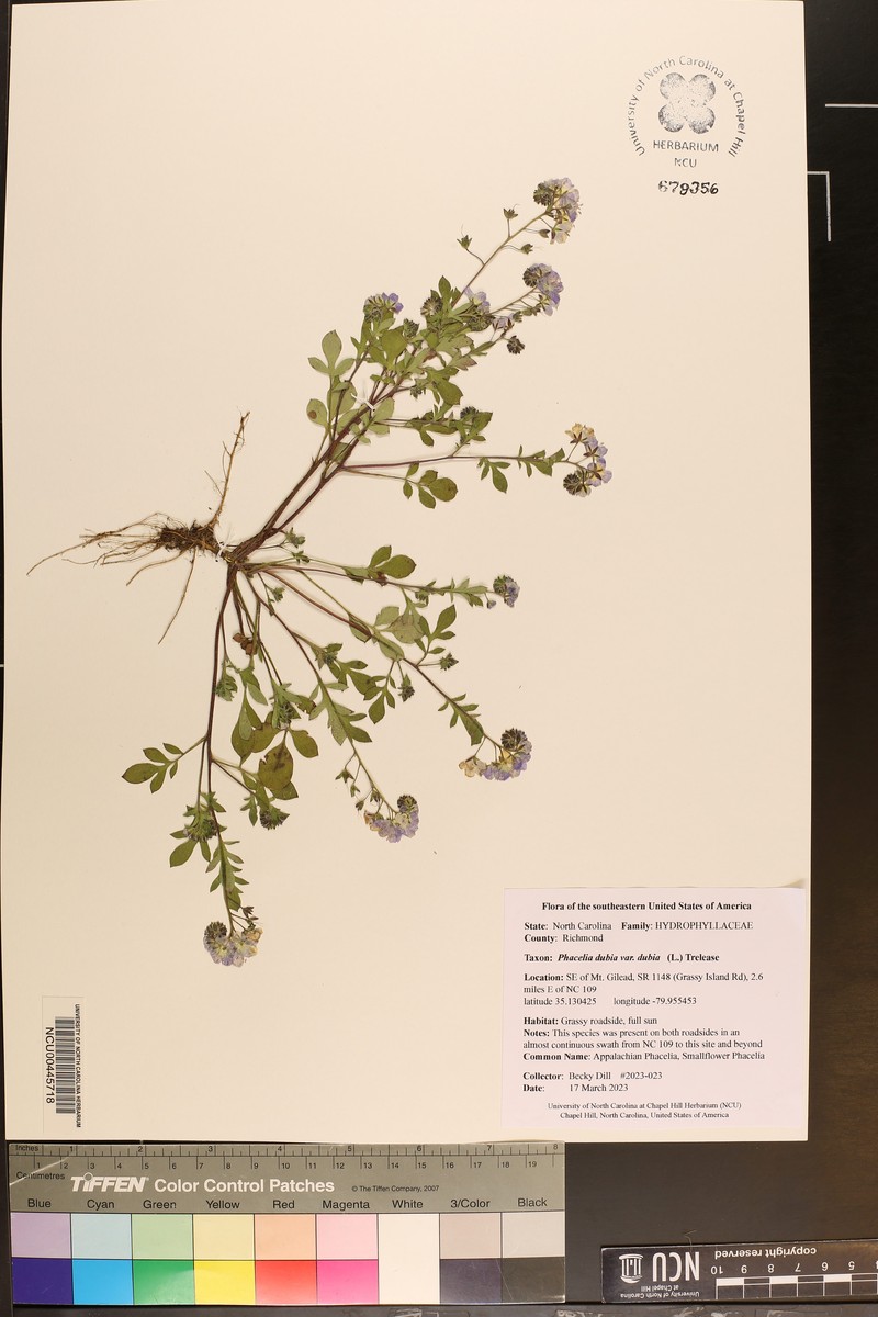 Phacelia dubia var. dubia photo 8