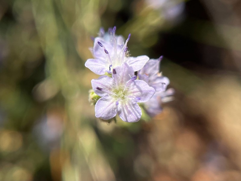 Phacelia dubia var. georgiana