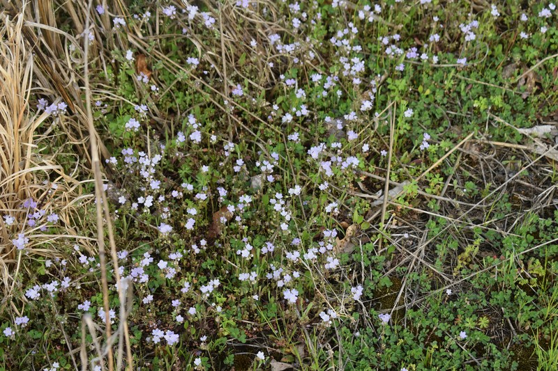Phacelia dubia var. georgiana photo 2