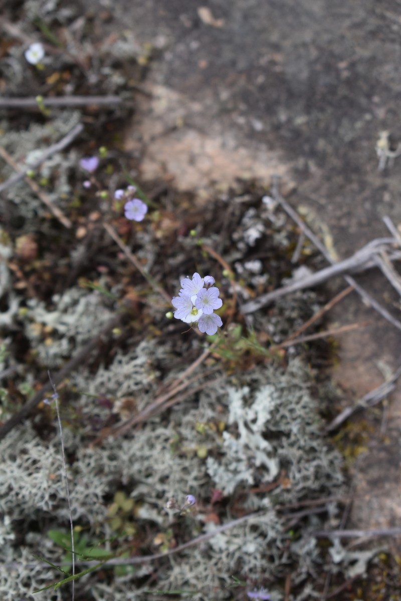 Phacelia dubia var. georgiana photo 3