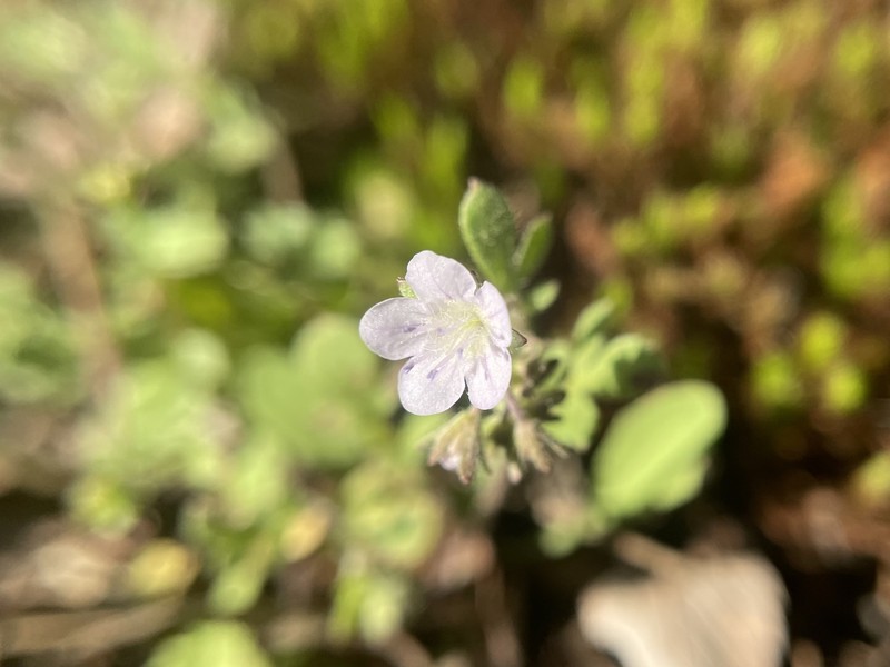 Phacelia dubia var. georgiana photo 4
