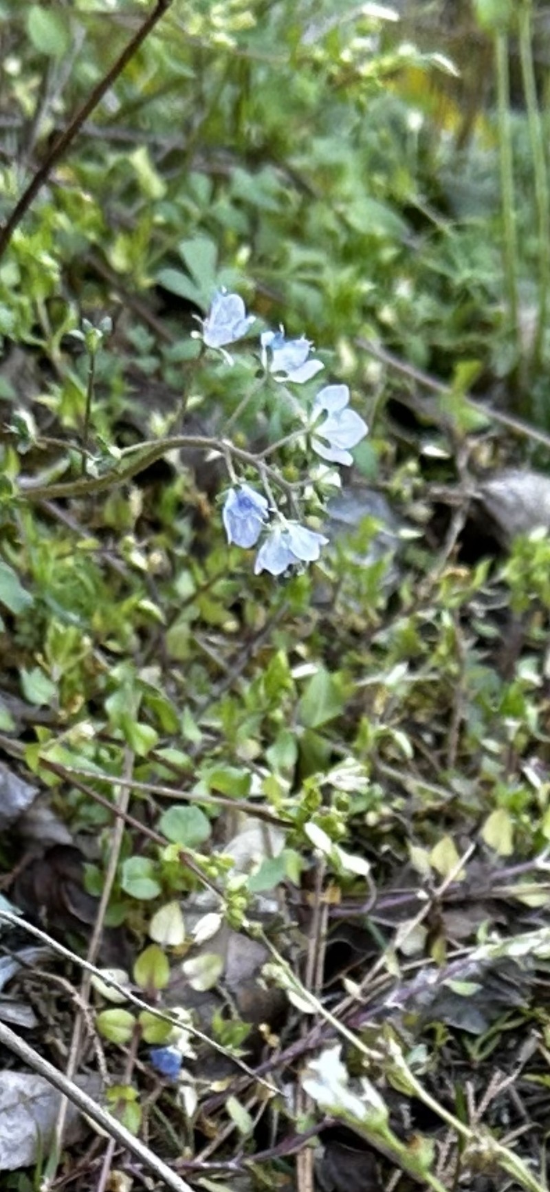 Phacelia dubia var. georgiana photo 5