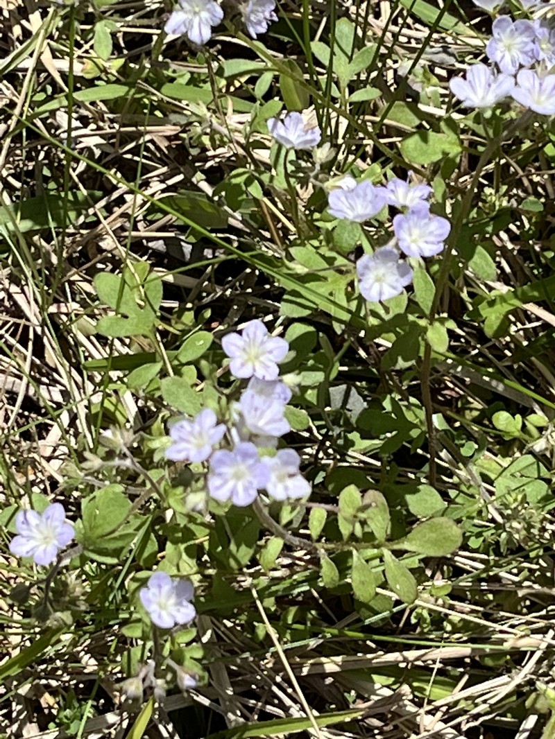 Phacelia dubia var. georgiana photo 6