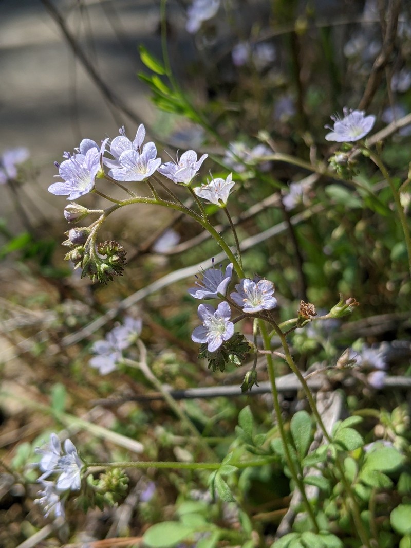 Phacelia dubia var. georgiana photo 7