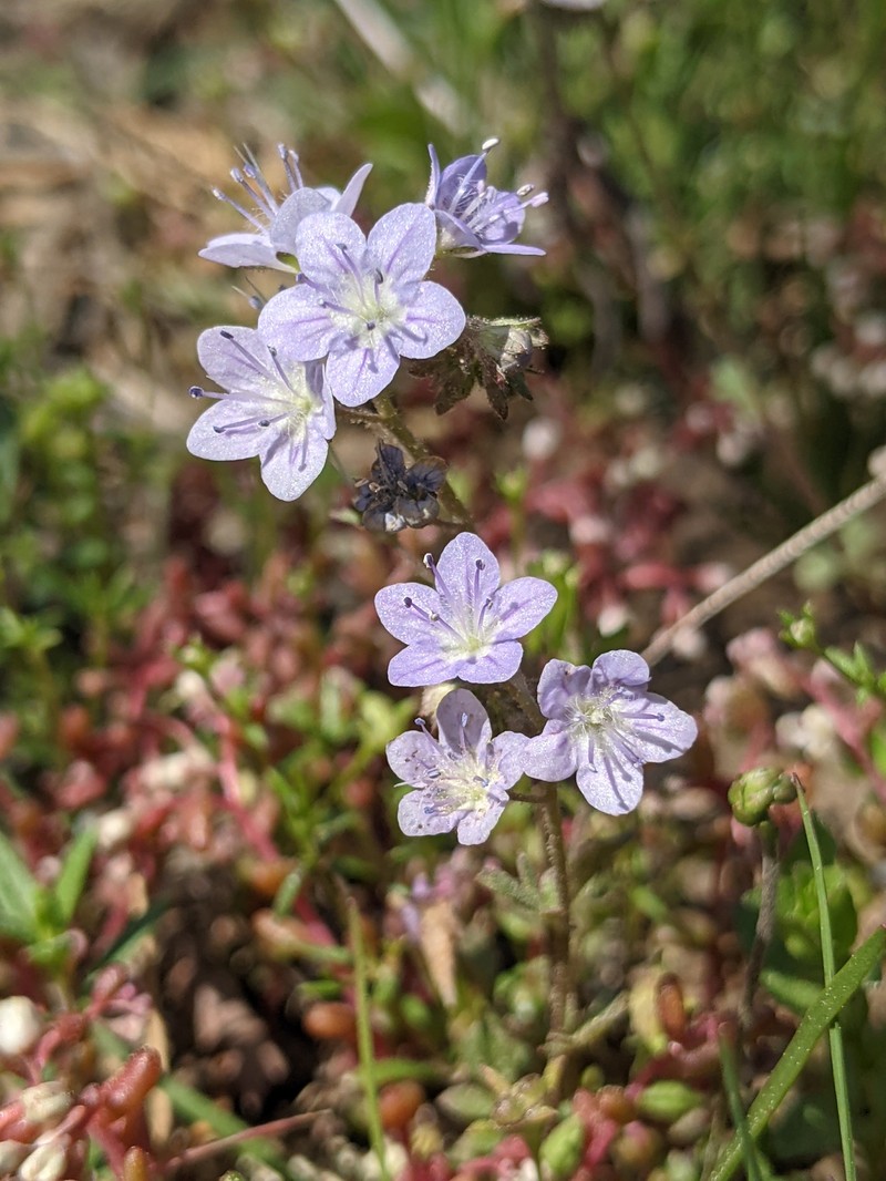 Phacelia dubia var. georgiana photo 8