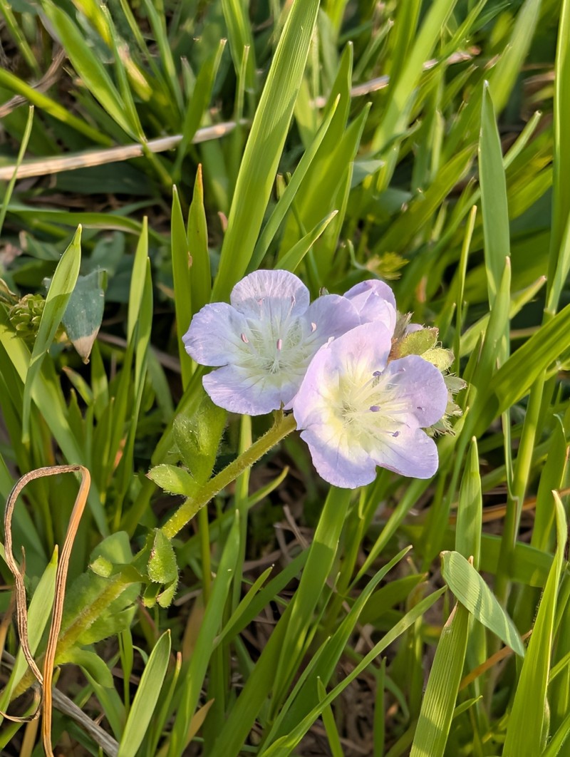 Phacelia dubia var. interior