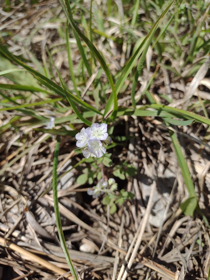 Phacelia dubia var. interior photo 3